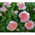 Dames de Chenonceau (Дам де Шенонсо)